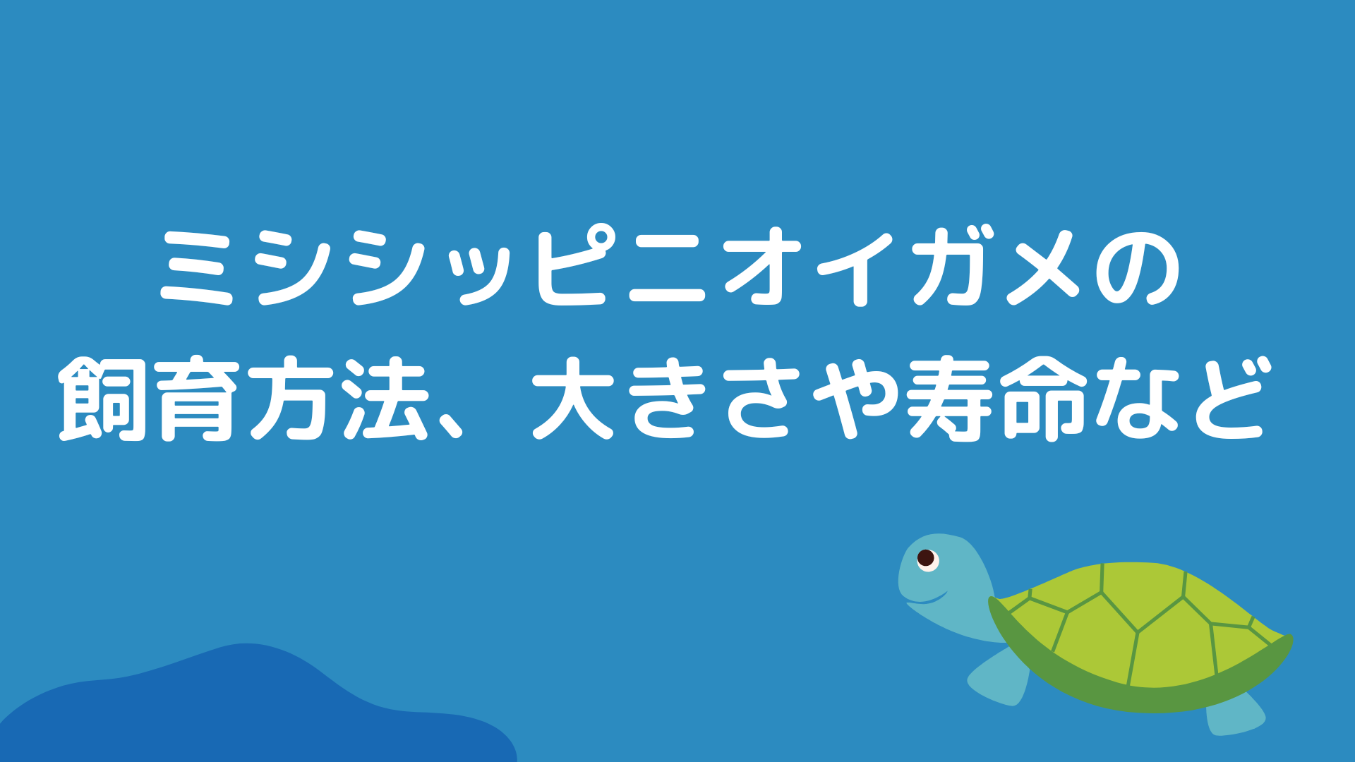 徹底解説】ミシシッピニオイガメの飼育方法（値段、サイズ、寿命