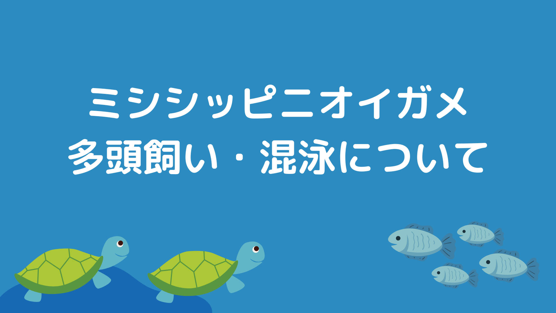 ミシシッピニオイガメは２匹一緒に飼える？多頭飼い・他の生き物との混泳について解説します！｜Aquarium Lab