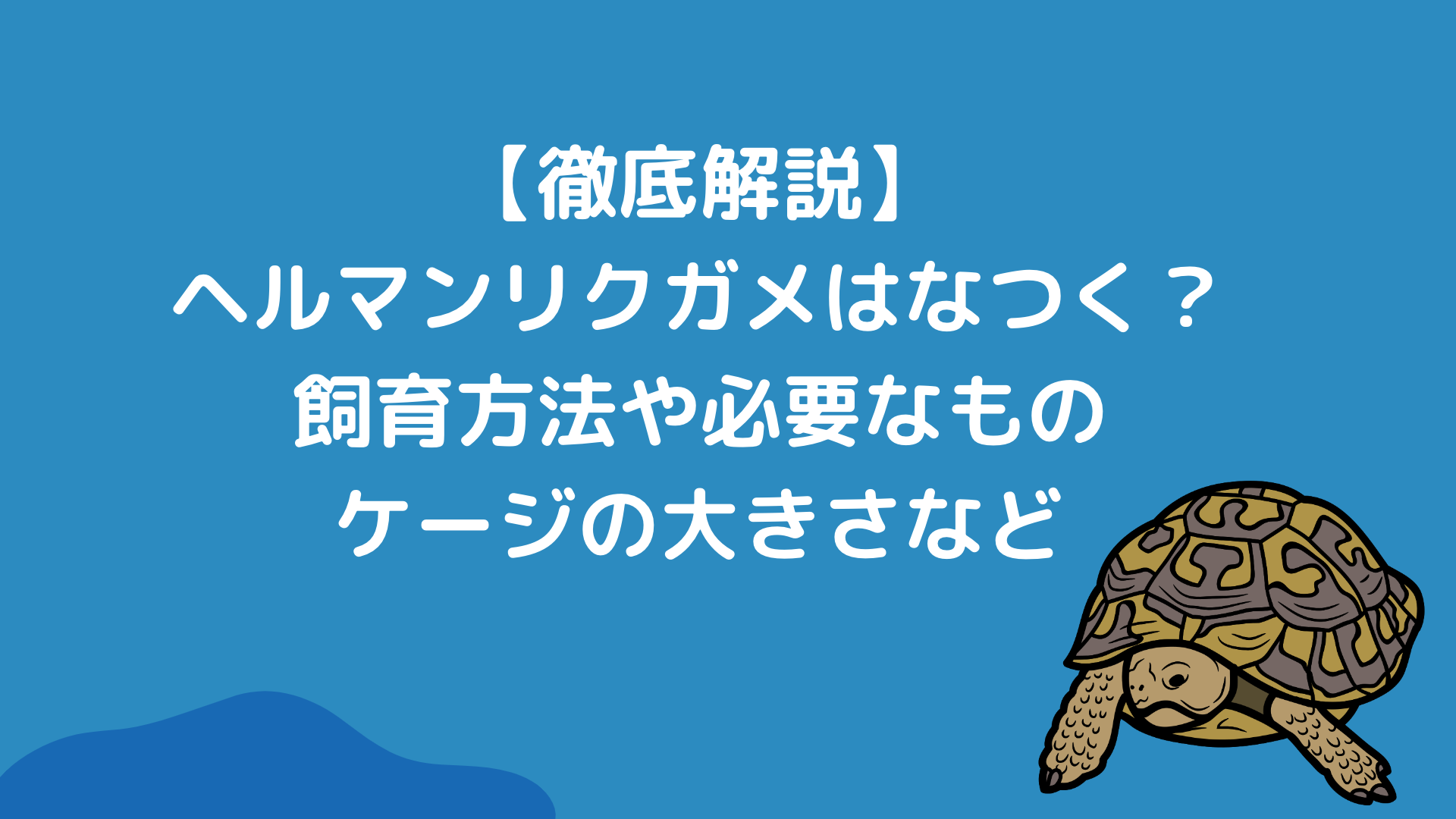 徹底解説】ヘルマンリクガメはなつくの？飼育方法や必要なもの、ケージの大きさについて解説｜Aquarium Lab